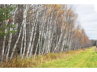Property photo 92 - REAL ESTATE AUCTION - 1,428+/- ACRES OFFERED IN 10 TRACTS IN PRICE CO., WI